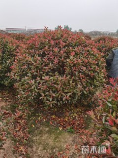 冠幅170厘米红叶石楠球