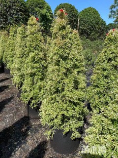 高度150厘米小丑火棘