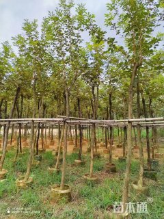 4公分黄花风铃木