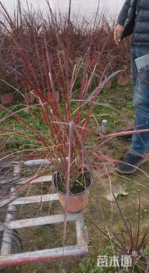 高度40厘米紫叶狼尾草