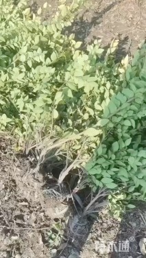 高度35厘米金森女贞