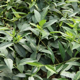 高度100厘米黄老虎