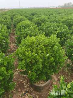 冠幅110厘米大叶黄杨球