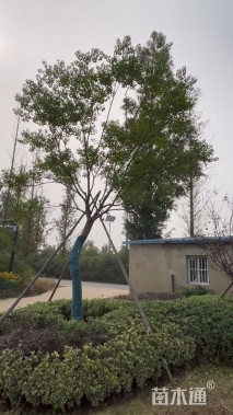 18公分造型乌桕