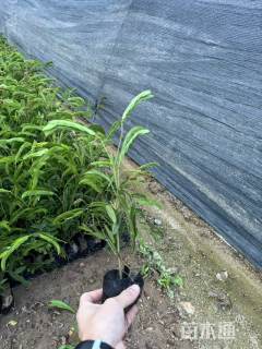 高度30厘米红绒球