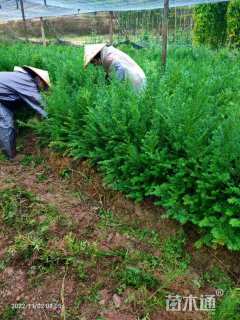 高度50厘米红豆杉小苗
