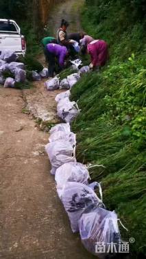 高度30厘米曼地亚红豆杉