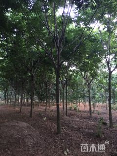 15公分黄山栾树