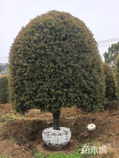 18公分丹桂