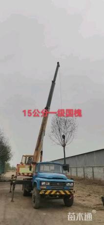 15公分国槐