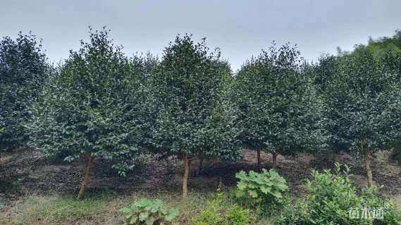 高度150厘米茶梅