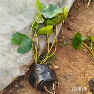 高度18厘米睡莲