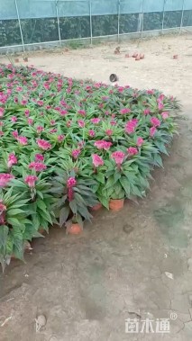 高度25厘米鸡冠花