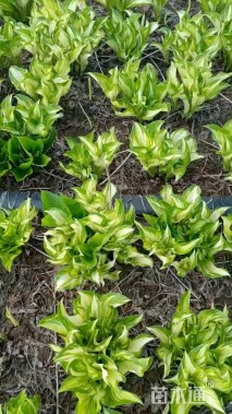 高度20厘米玉簪