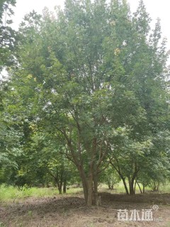 高度750厘米丛生五角枫