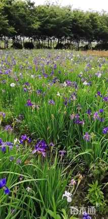 高度30厘米花菖蒲