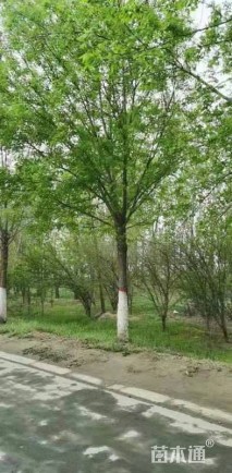 18公分白蜡