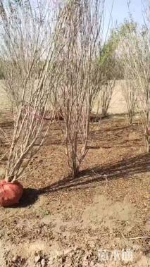 高度250厘米丛生花石榴