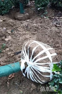 8公分桂花