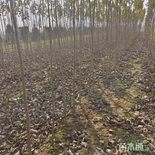 2公分杨树