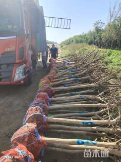 高度250厘米红花紫薇