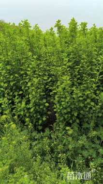 高度150厘米红花木槿