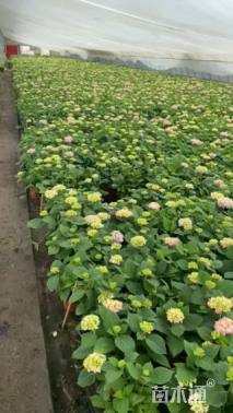 高度35厘米绣球