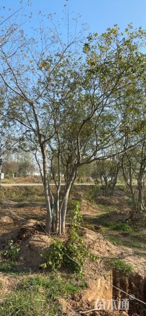 65公分(5杆)丛生朴树