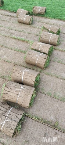 草卷状百慕大草