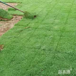 草卷状马尼拉草