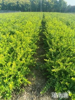 高度50厘米金叶女贞