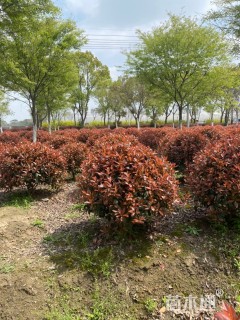 冠幅100厘米红叶石楠球