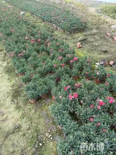 高度15厘米康乃馨