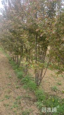 30公分绚丽海棠