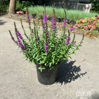 高度45厘米千屈菜