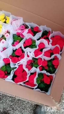 高度20厘米丽格海棠