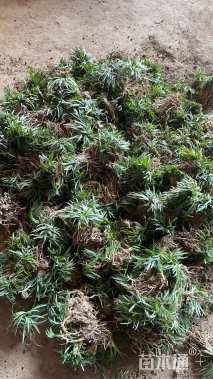 高度20厘米紫云英