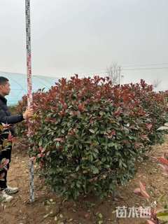 冠幅120厘米红叶石楠球