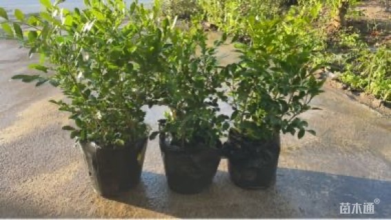 高度30厘米七里香
