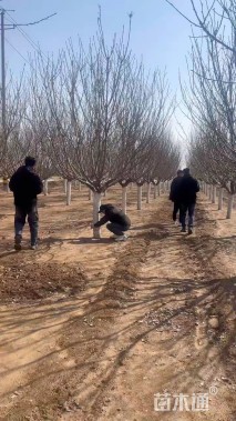 15公分日本晚樱