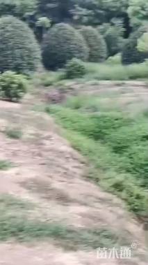 冠幅80厘米红叶石楠球