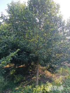 12公分乐昌含笑