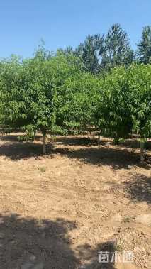 9公分青叶碧桃