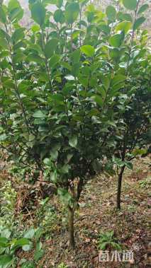 高度200厘米四季茶花