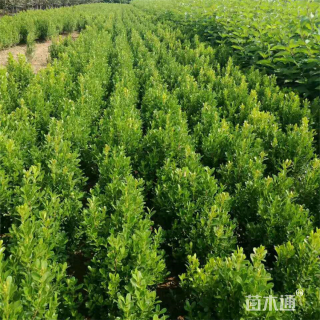 高度40厘米小叶黄杨