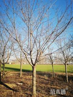 15公分日本早樱