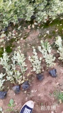 高度40厘米金边黄杨