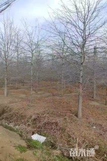 苗圃大量出售15公分娜塔莉