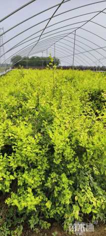 高度60厘米金叶榆小苗