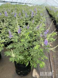 高度60厘米穗花牡荆